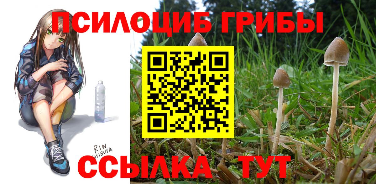 Галлюциногенные грибы Cubensis  Вход с VPN  Гатчина 